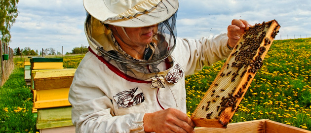 https://honeybeehealthcoalition.org/wp-content/uploads/2014/12/hive-management.jpg