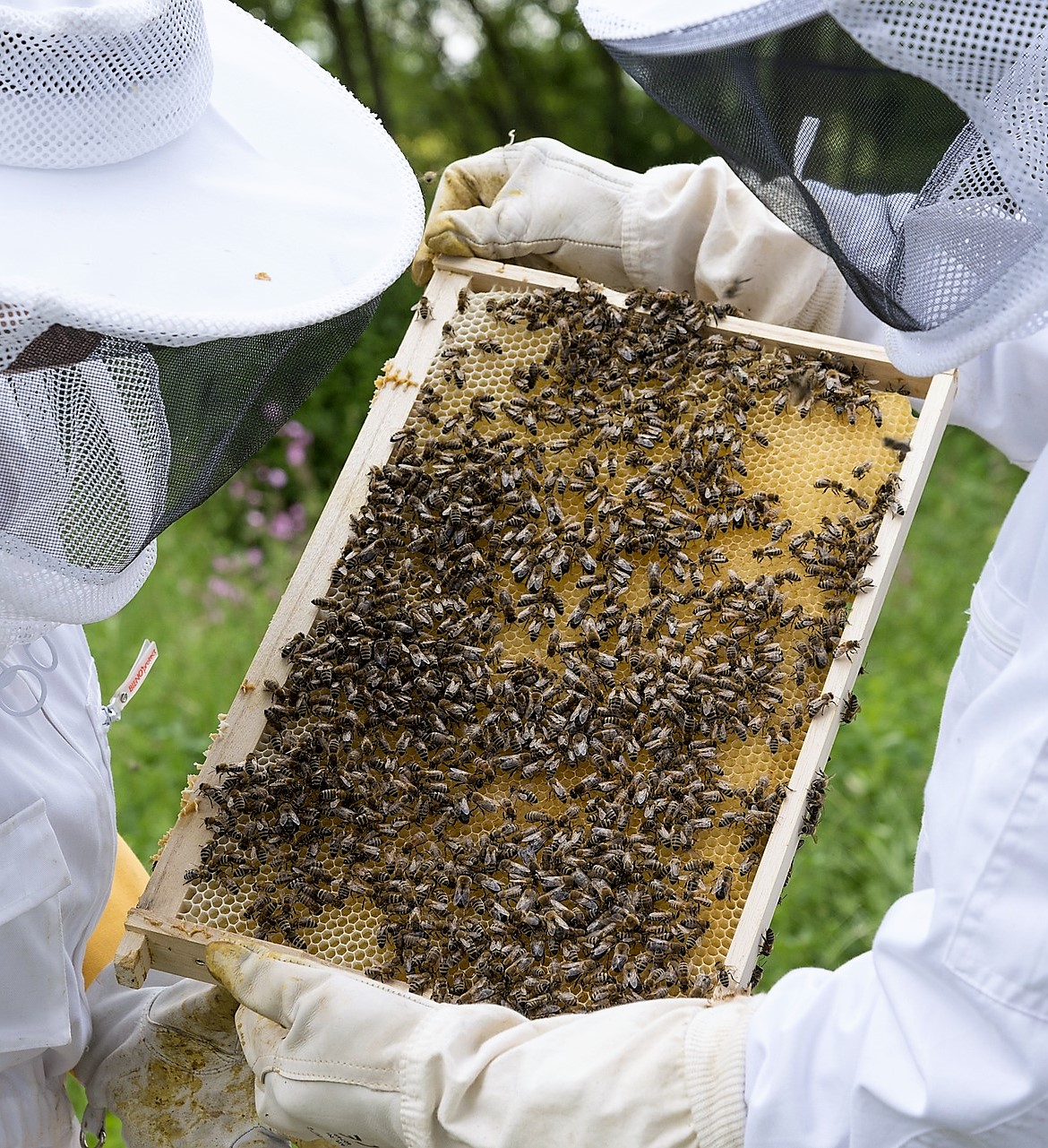 Resources for Beekeepers - BeeAware Allergy