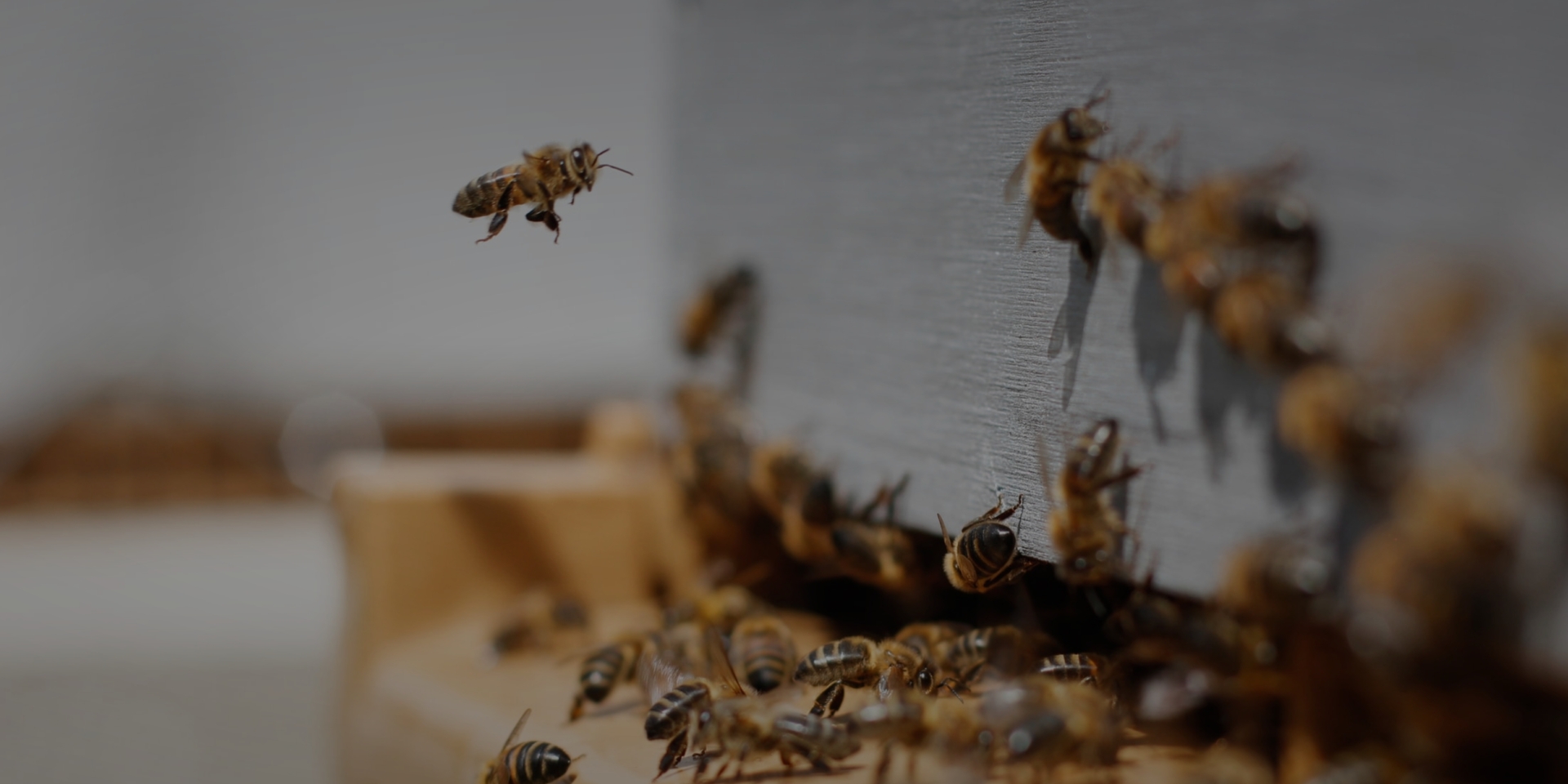 Castes Of Honey Bees – Honey Bee Research Centre