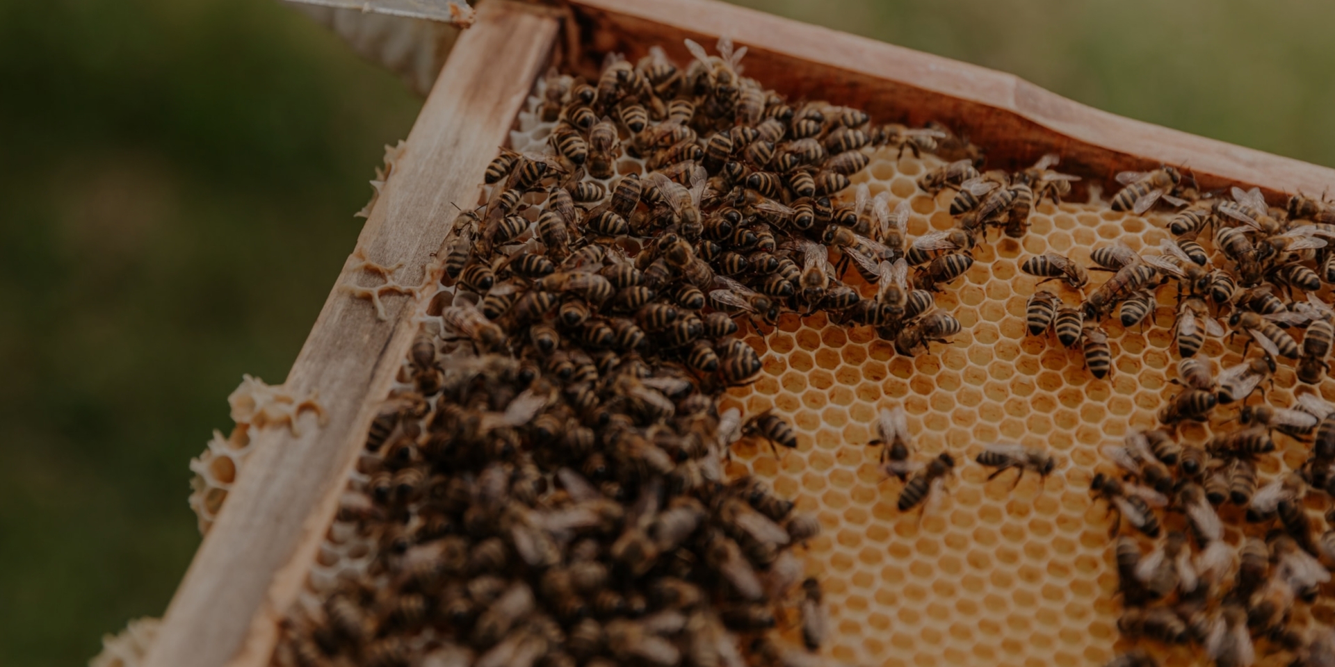 The Importance of Beekeepers & How They Keep Honeybees Safe