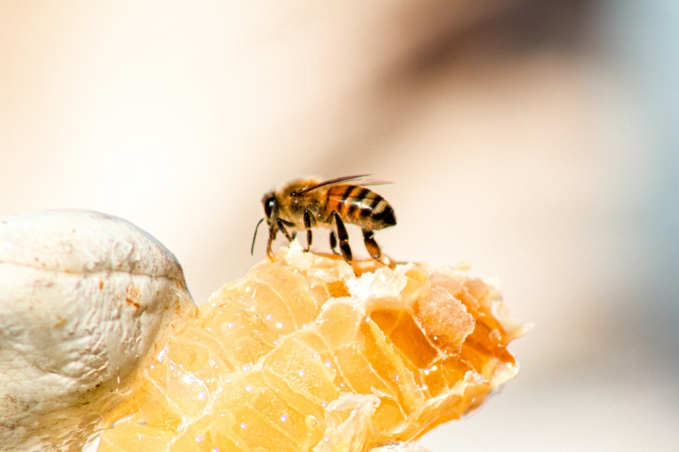 Get involved - Honey Bee Health Coalition