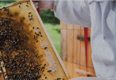 About the Coalition - Honey Bee Health Coalition