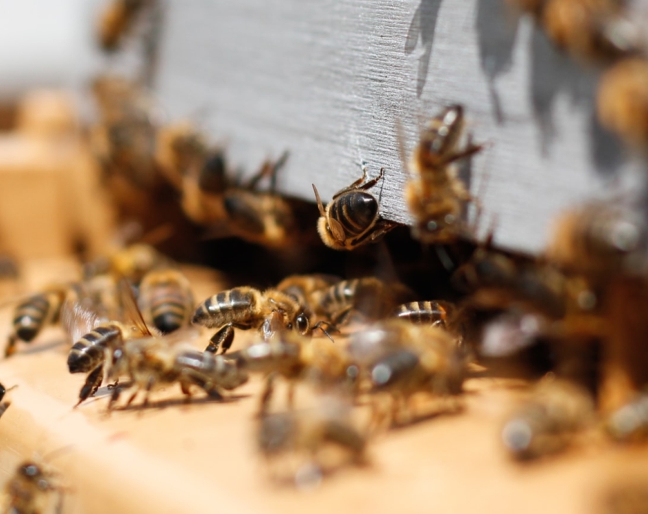 Hive Health Best Management Practices - Honey Bee Health Coalition