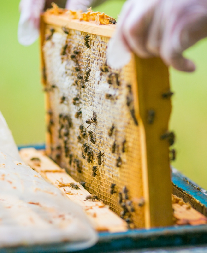 Castes Of Honey Bees – Honey Bee Research Centre