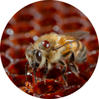 Hive Health Best Management Practices - Honey Bee Health Coalition