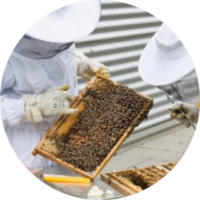 Hive Management - Honey Bee Health Coalition