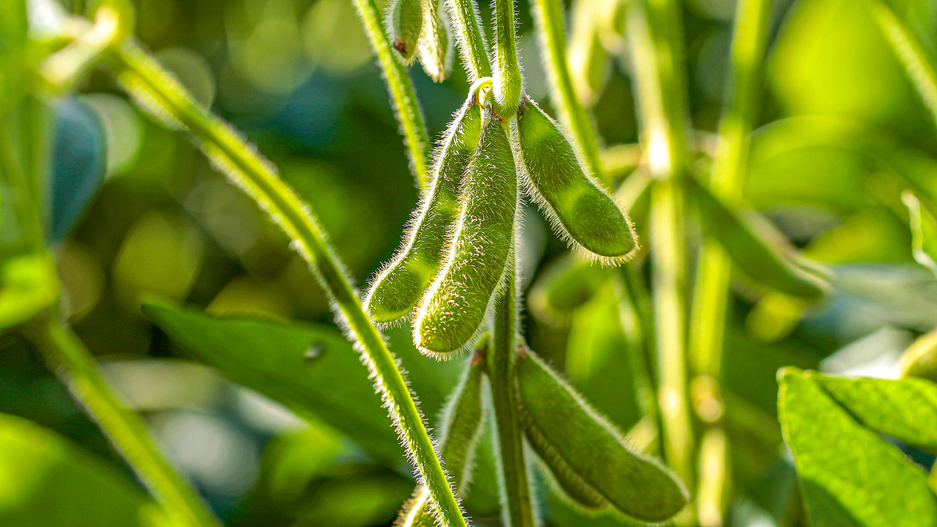 Soybean Best Management Practices - Honey Bee Health Coalition