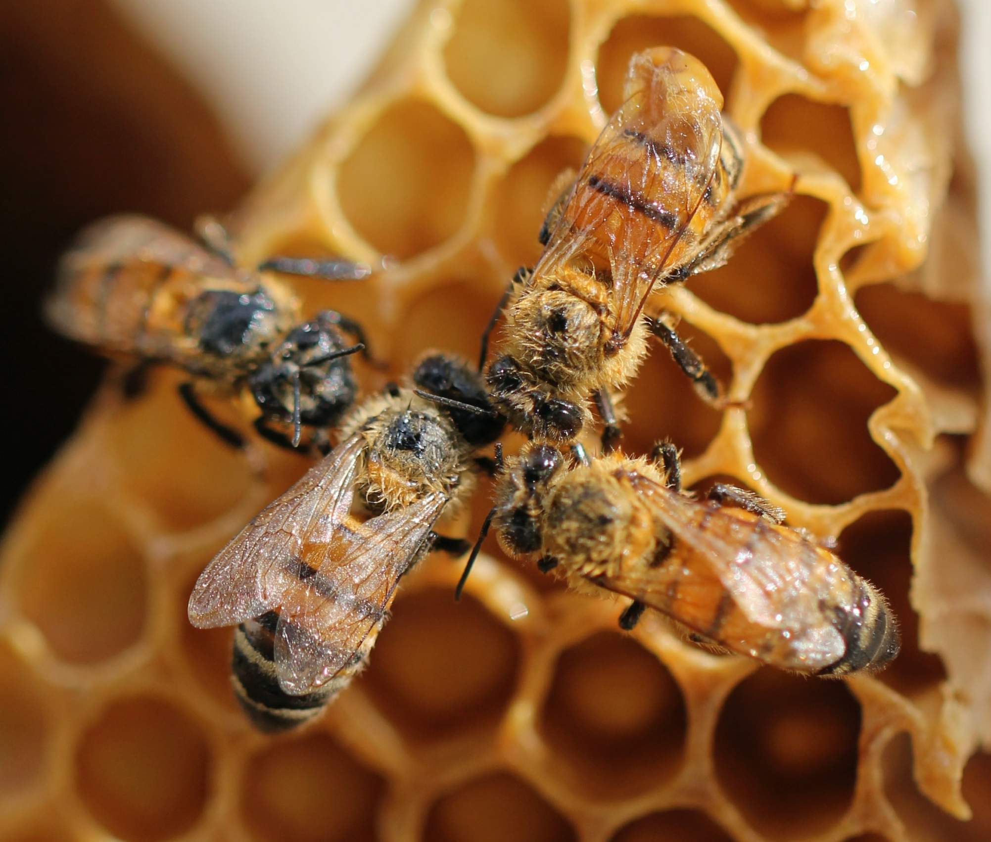 Honey Bee Control, Management, & Treatment: Honey Bee Info
