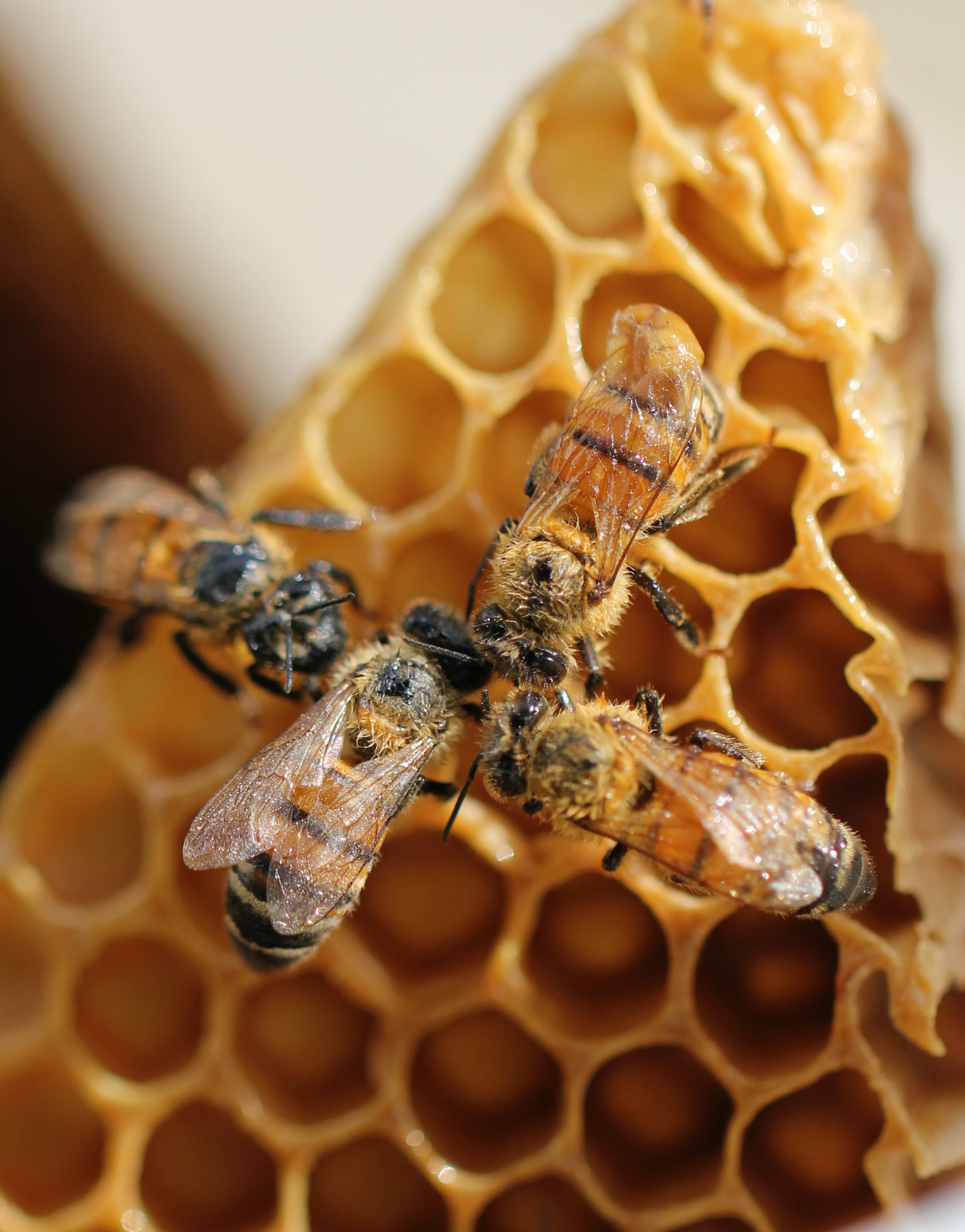 Hive Health Best Management Practices - Honey Bee Health Coalition