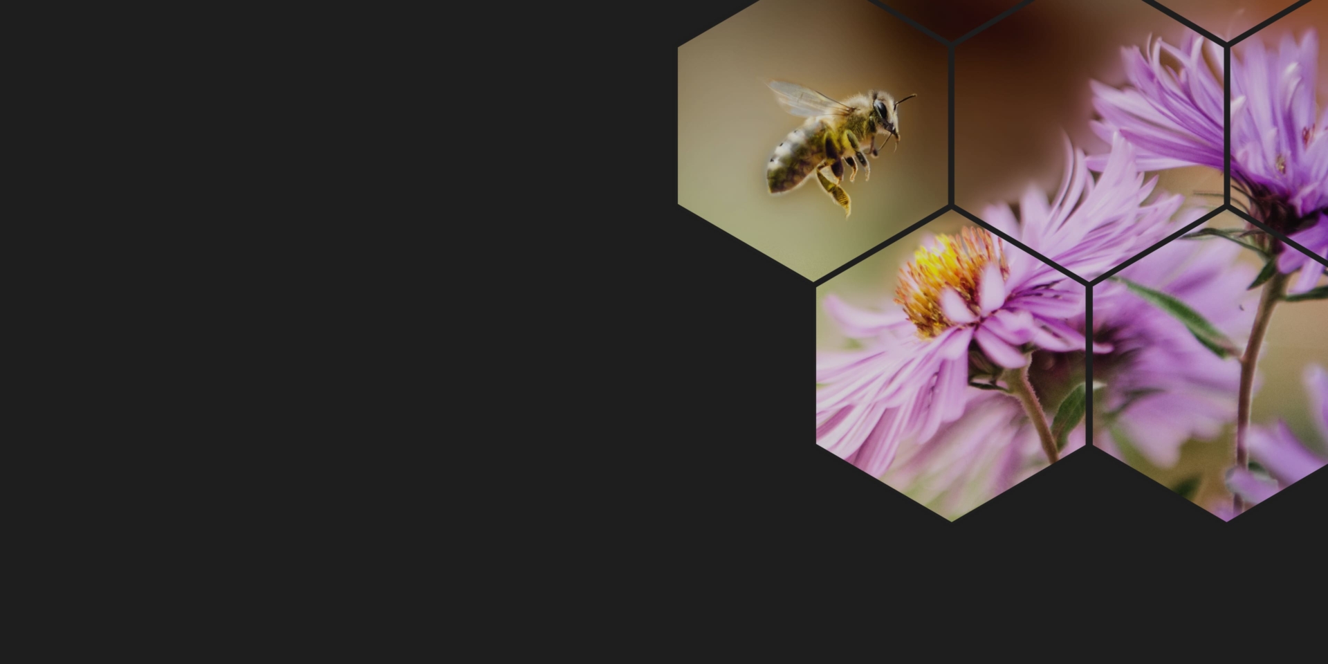 Agricultural<br />
stakeholders<br />
working together to<br />
improve bee health.